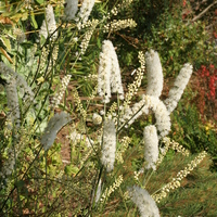 Actaea matsumurae 'White Pearl'